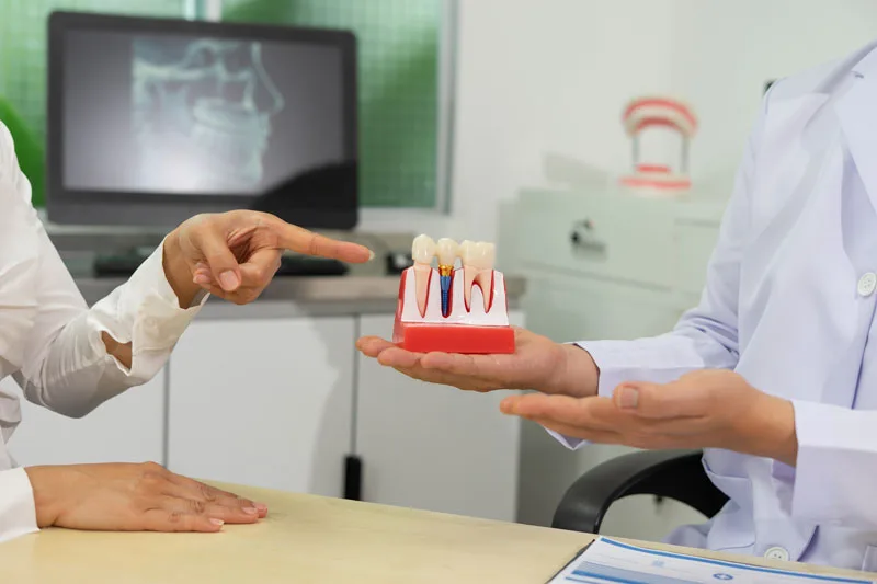 Dentist explains dental implants using model in dental clinic.
